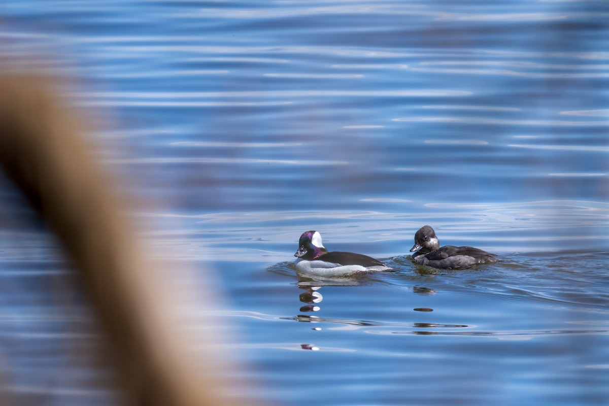 Bufflehead - ML617033802