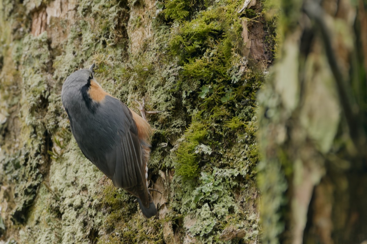 Eurasian Nuthatch - ML617033803