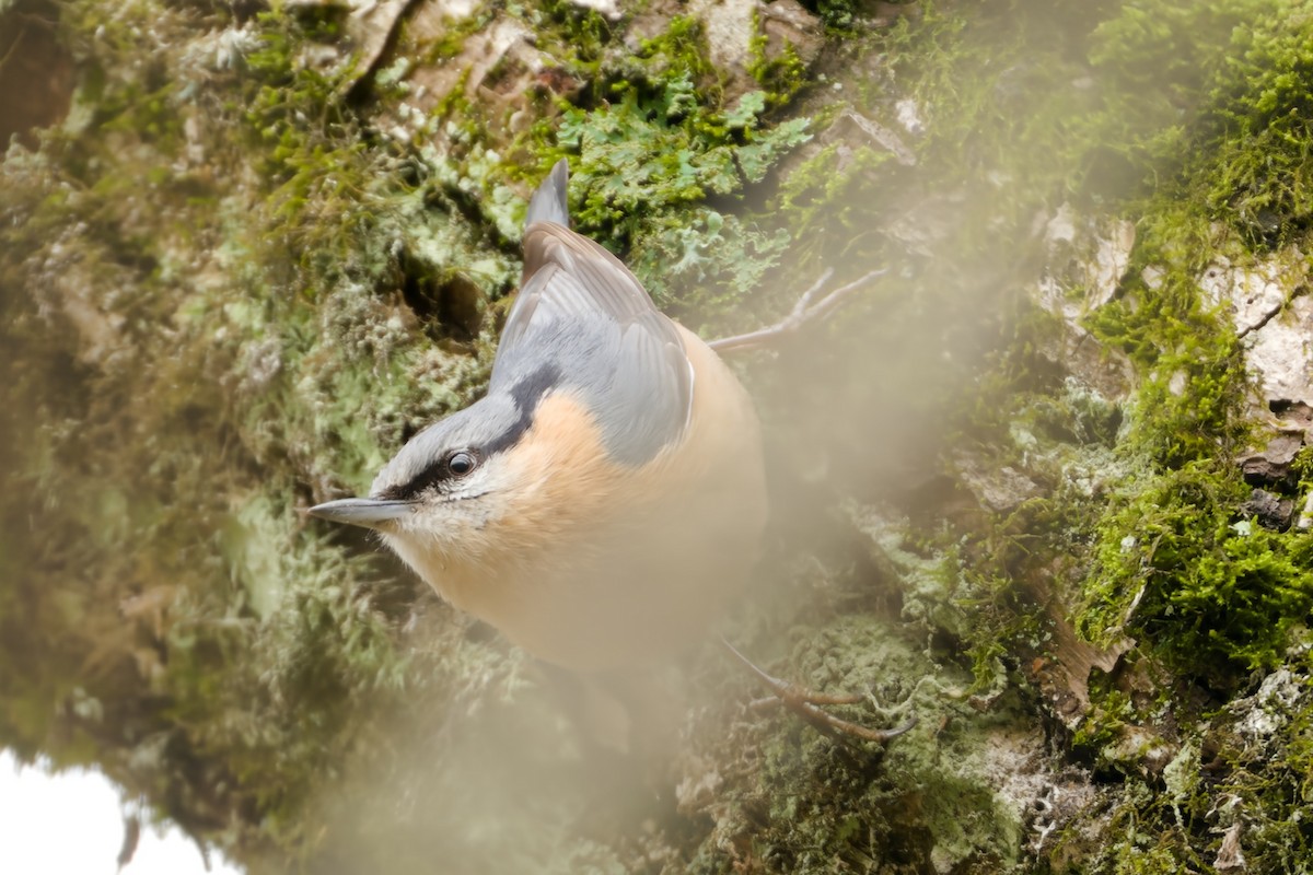 Eurasian Nuthatch - ML617033804
