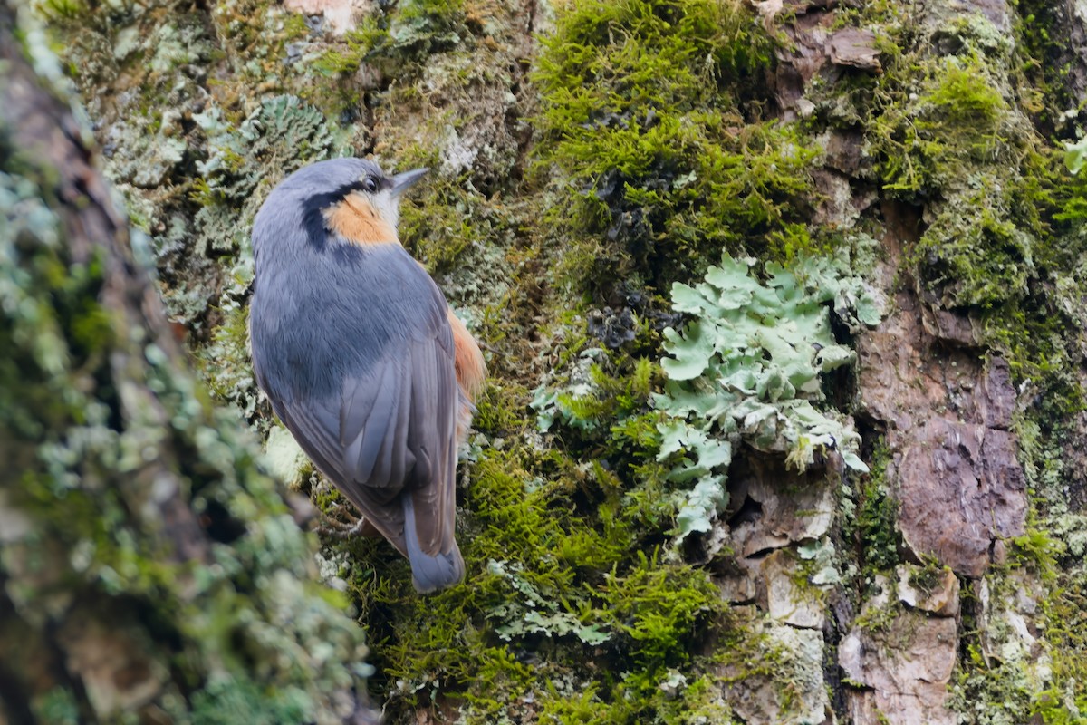 Eurasian Nuthatch - ML617033805