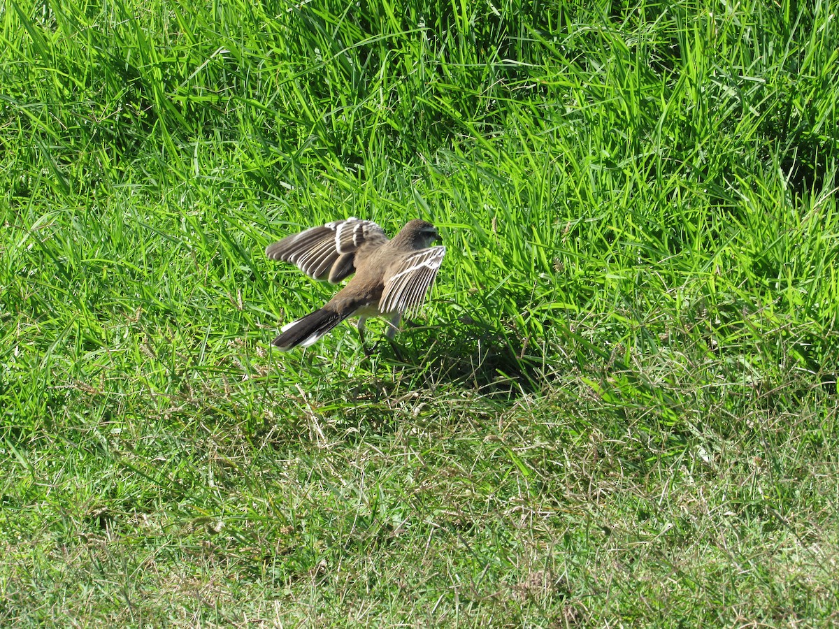 Chalk-browed Mockingbird - ML617033806