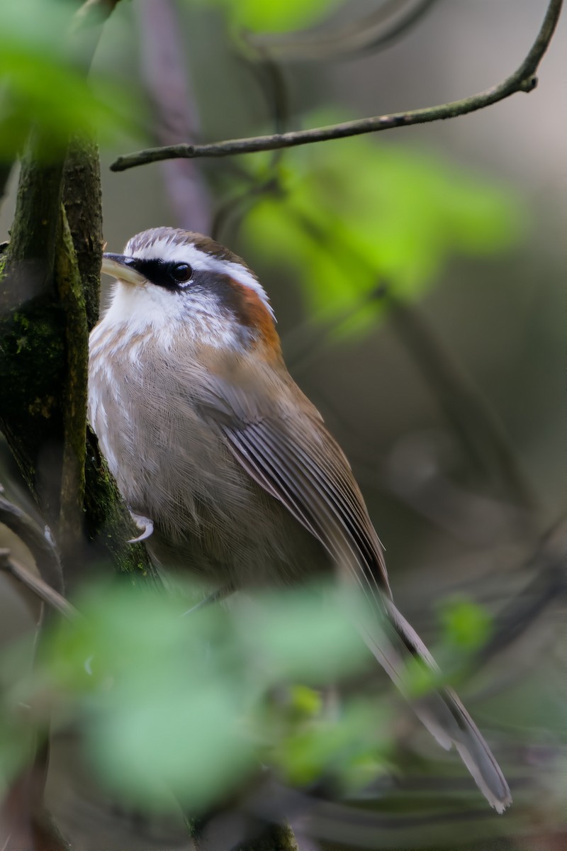 Streak-breasted Scimitar-Babbler - ML617033810