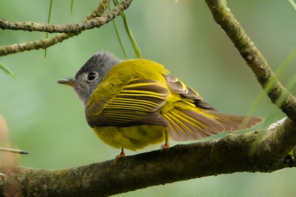 Gray-headed Canary-Flycatcher - ML617033817