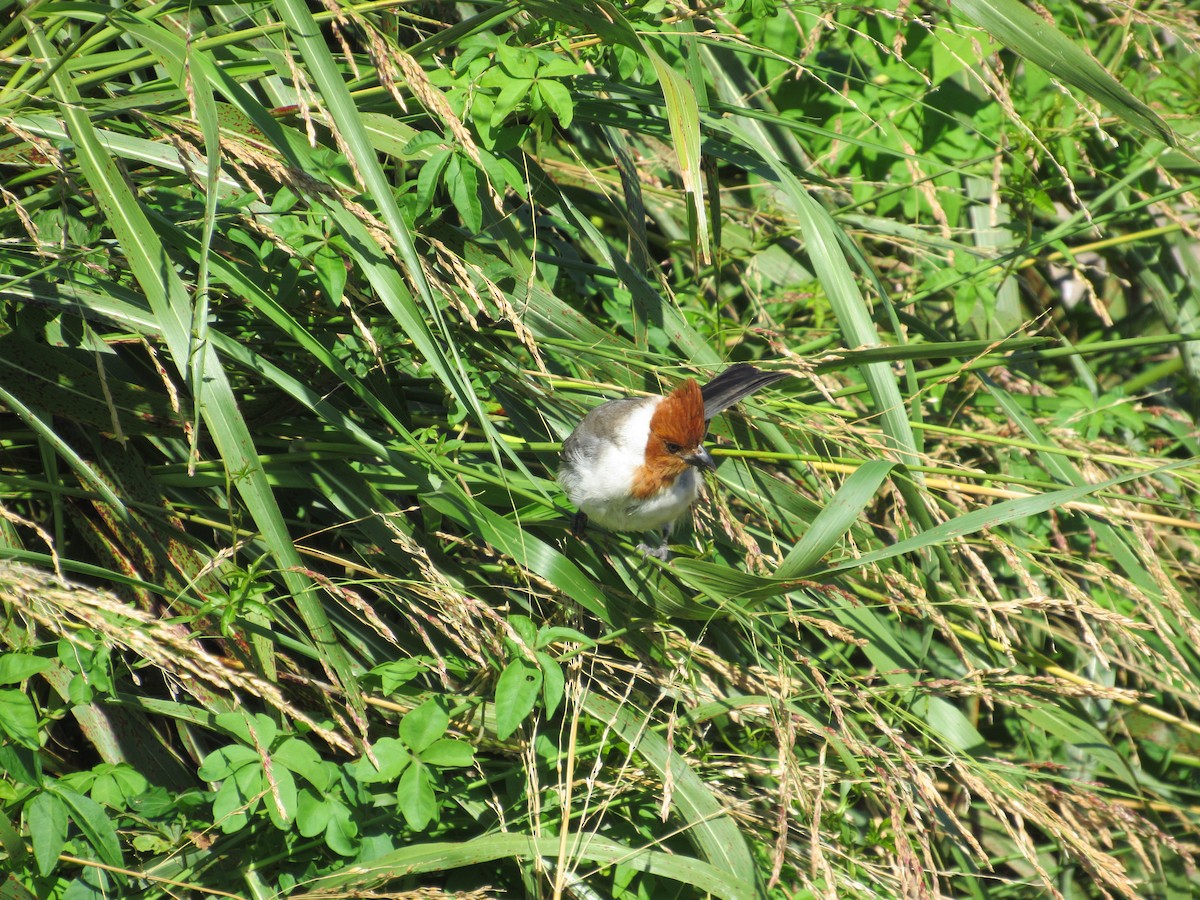 Red-crested Cardinal - ML617033818