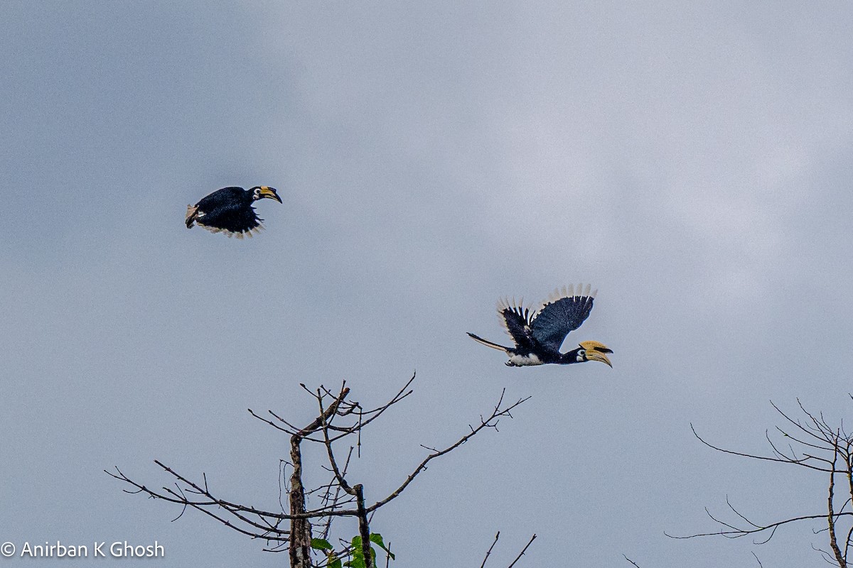 Oriental Pied-Hornbill - Anirban K Ghosh