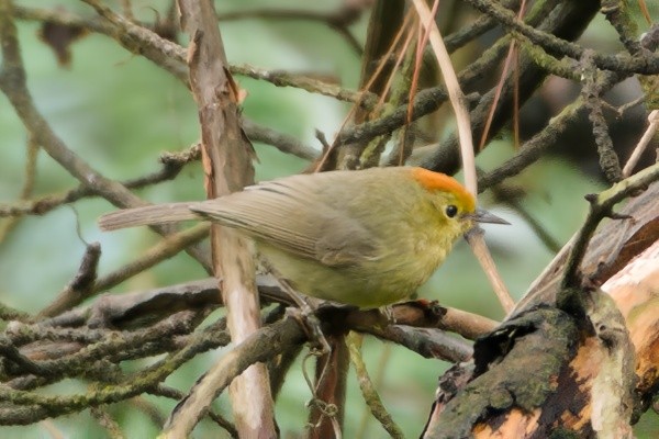 Rufous-capped Babbler - ML617033822