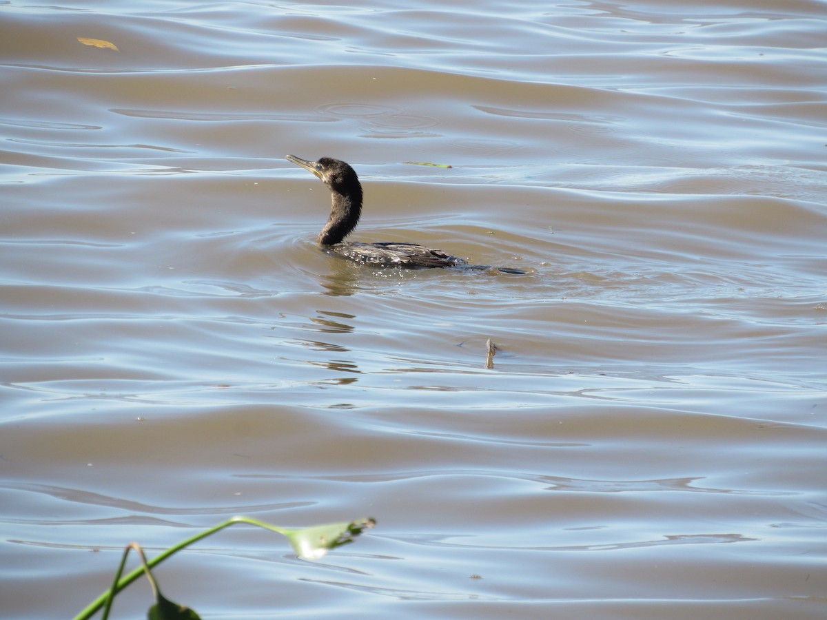 Neotropic Cormorant - ML617033849