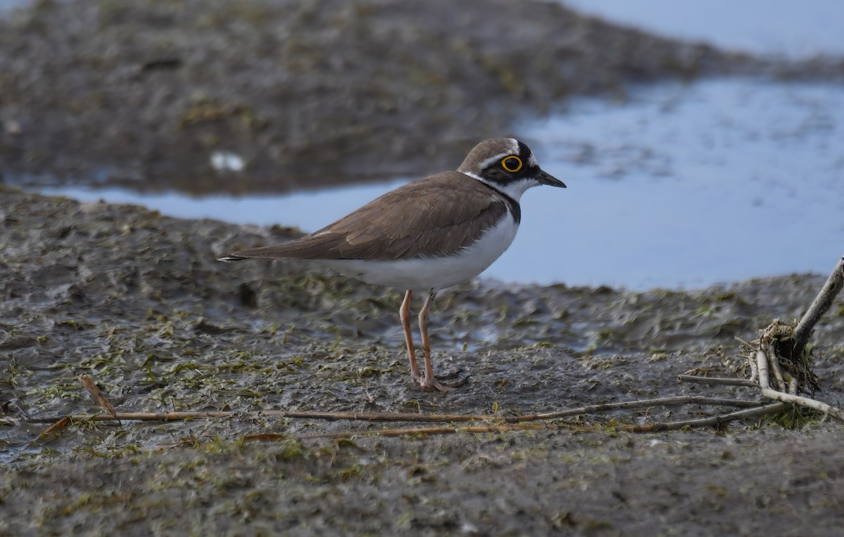 Little Ringed Plover - ML617033869