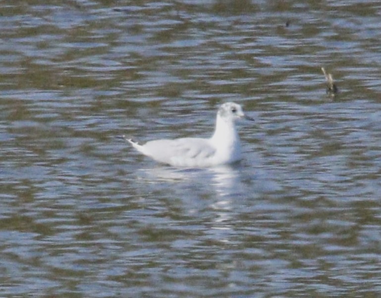 Bonaparte's Gull - ML617033876