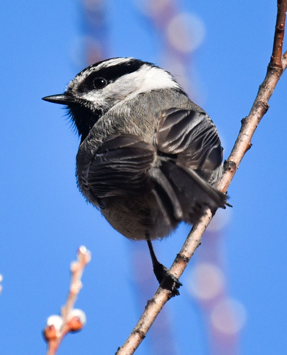 Mountain Chickadee - Barbara Maytom