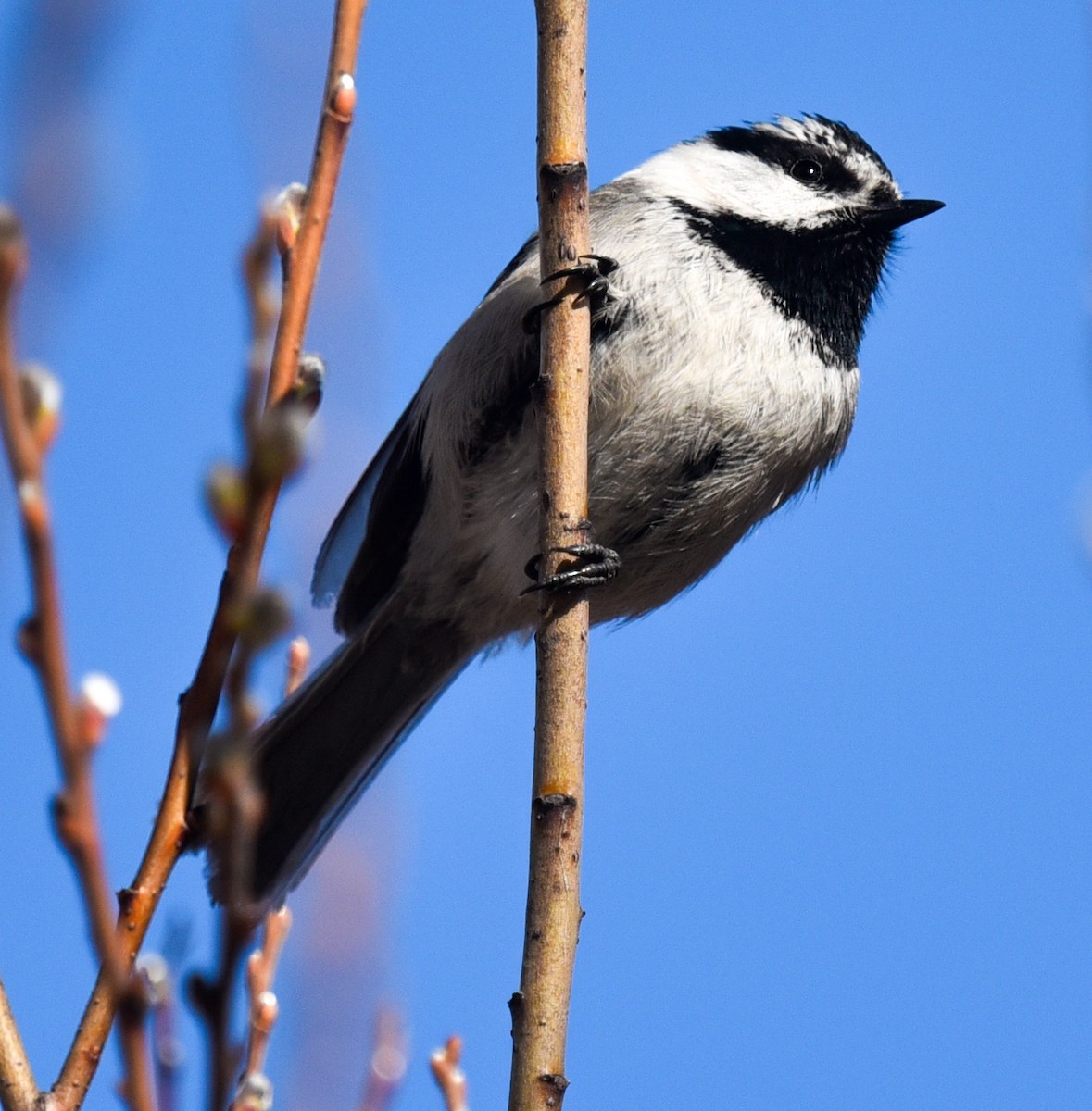 Mountain Chickadee - Barbara Maytom