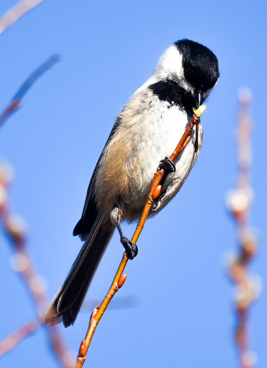 Black-capped Chickadee - ML617033930