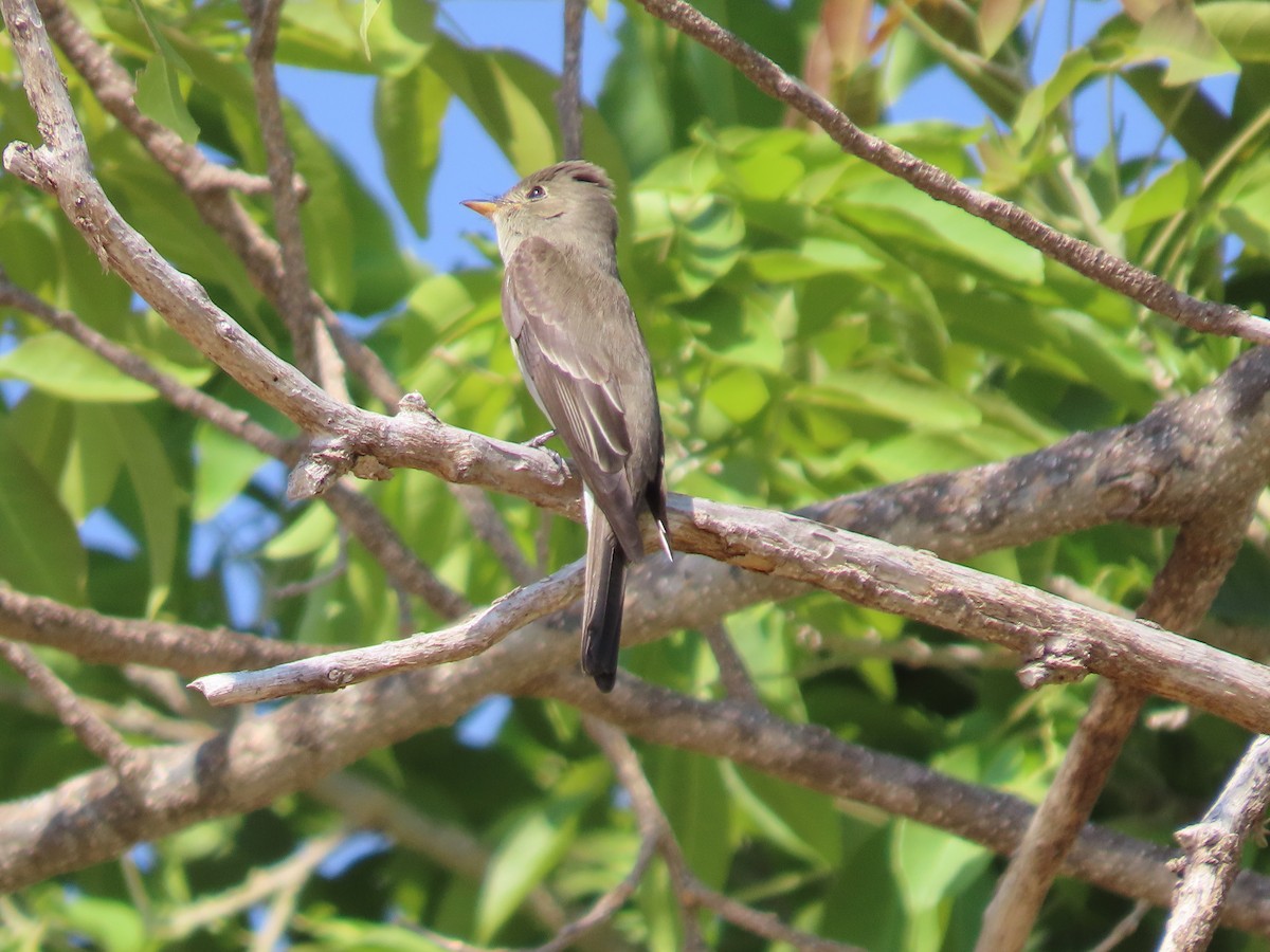 Western Wood-Pewee - Kim Wylie