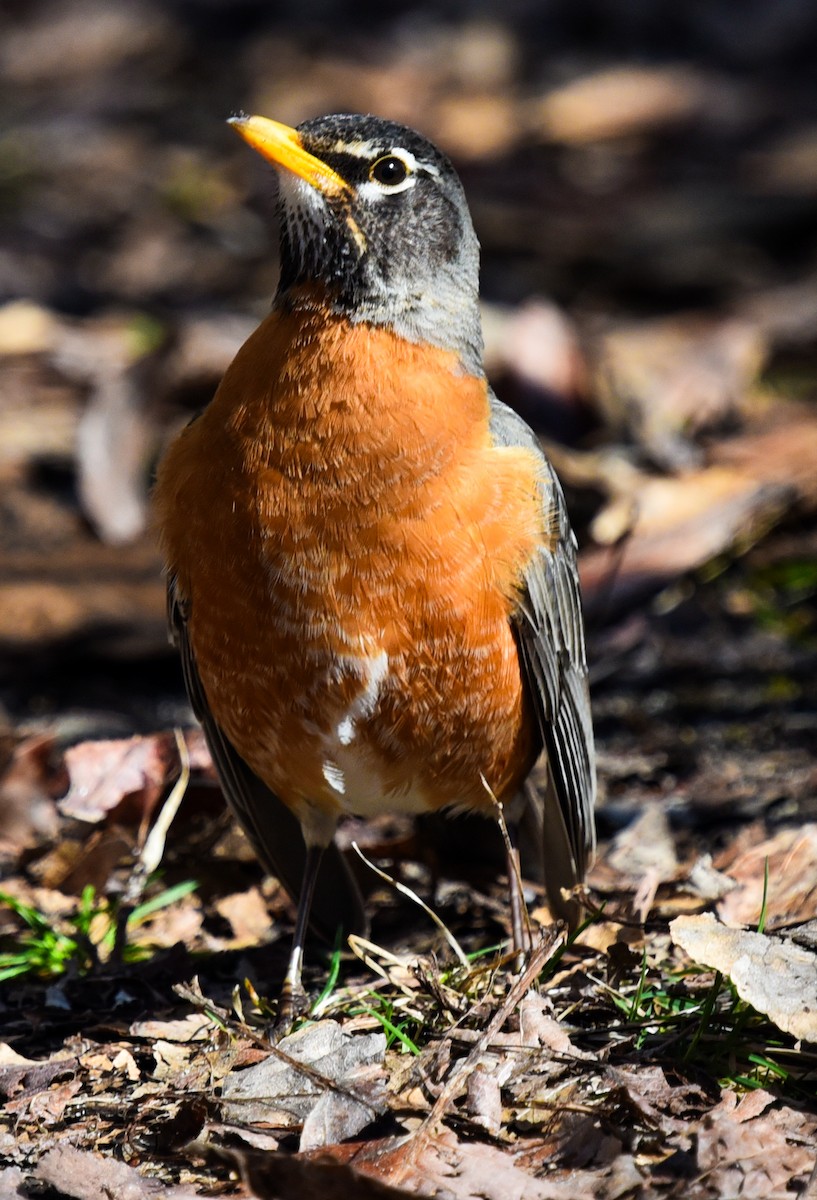 American Robin - Barbara Maytom