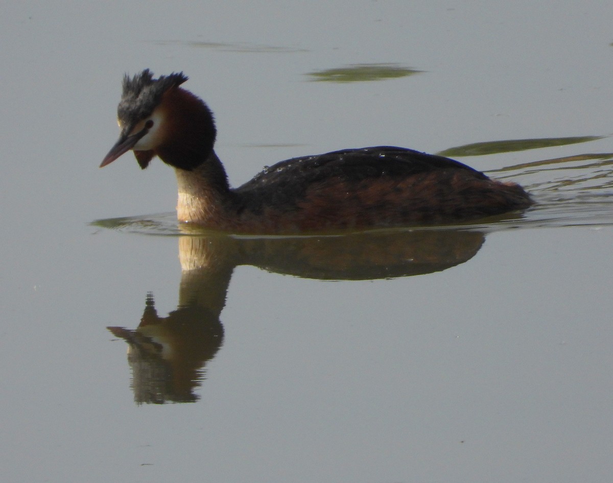 Great Crested Grebe - ML617033942