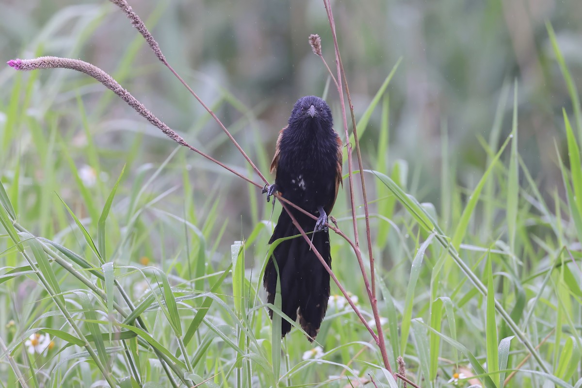 Lesser Coucal - 國凌 薛