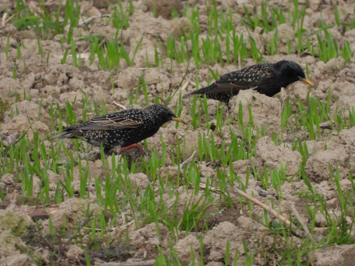 European Starling - Jan Förderer