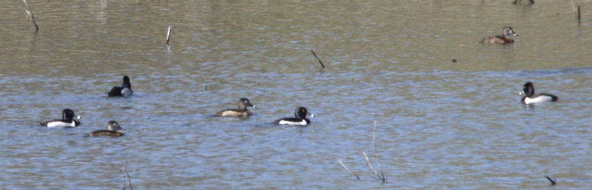 Ring-necked Duck - ML617034003