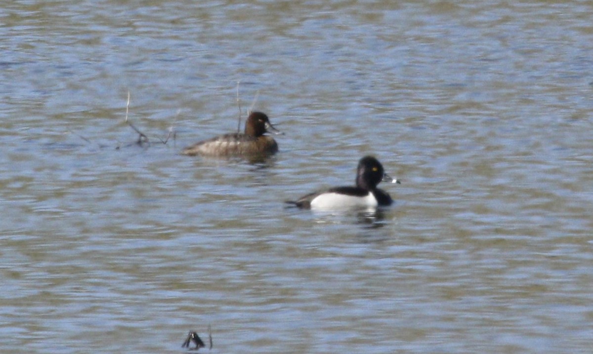 Ring-necked Duck - ML617034004