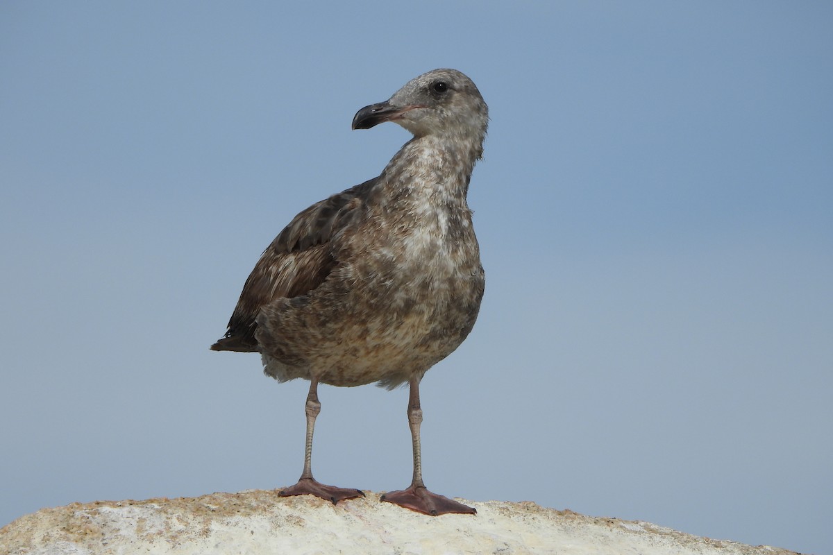 Western Gull - ML617034005