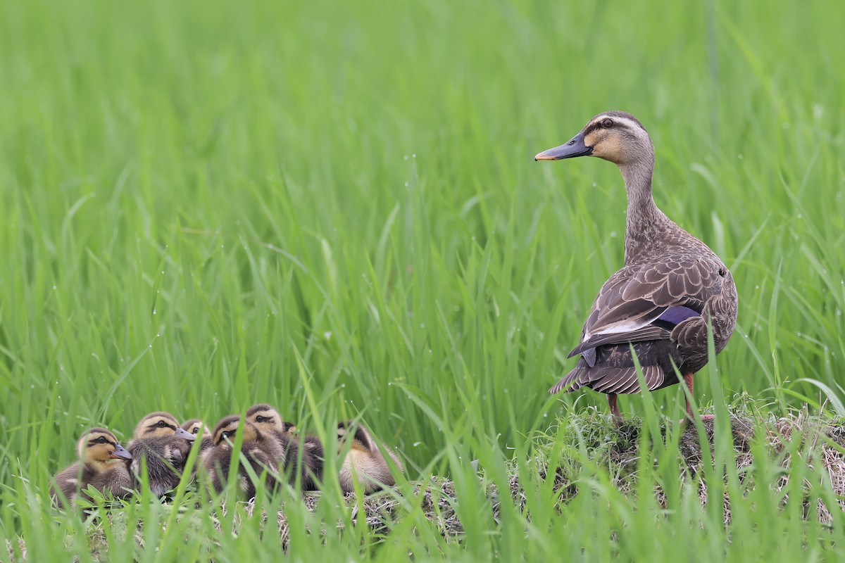 Eastern Spot-billed Duck - ML617034009