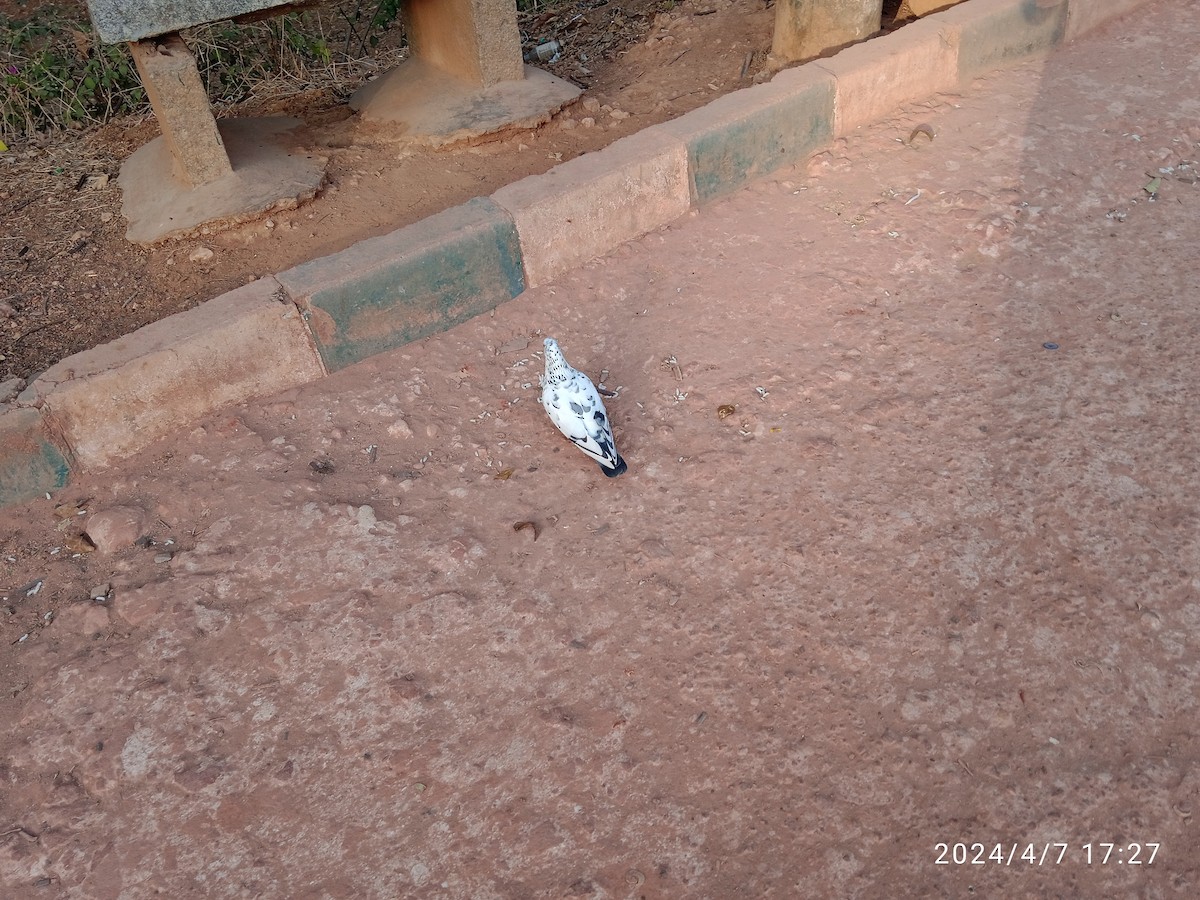 Rock Pigeon (Feral Pigeon) - ML617034010