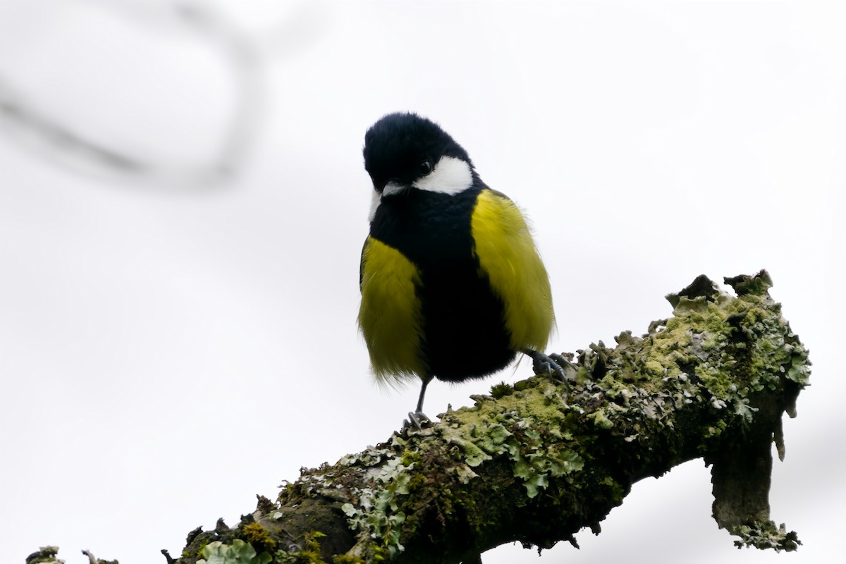 Green-backed Tit - ML617034012