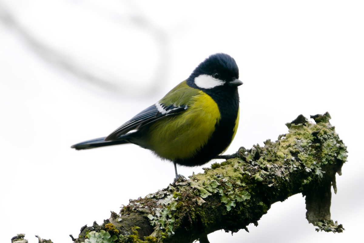Green-backed Tit - ML617034013