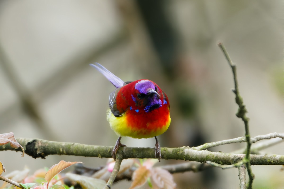 Mrs. Gould's Sunbird - ML617034017