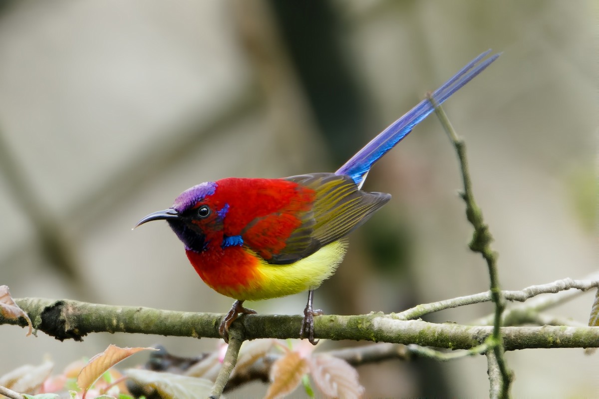 Mrs. Gould's Sunbird - ML617034018