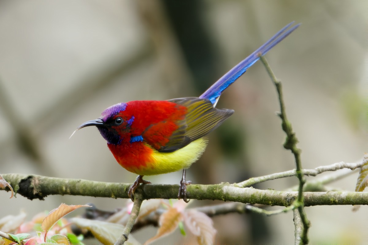 Mrs. Gould's Sunbird - ML617034019