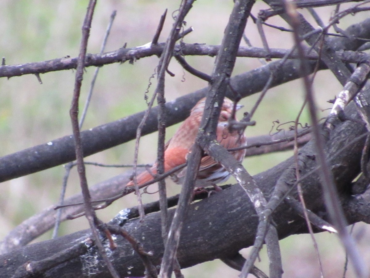 Fox Sparrow - ML617034032