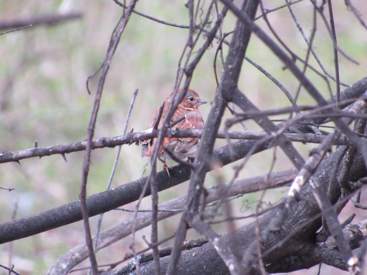 Fox Sparrow - ML617034033