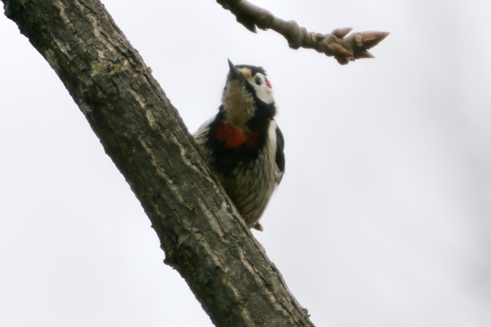 Necklaced Woodpecker - ML617034067