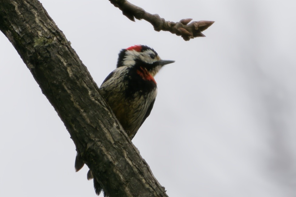 Necklaced Woodpecker - ML617034068