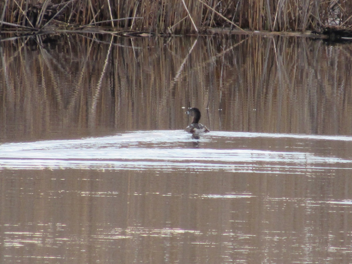 Pied-billed Grebe - ML617034104