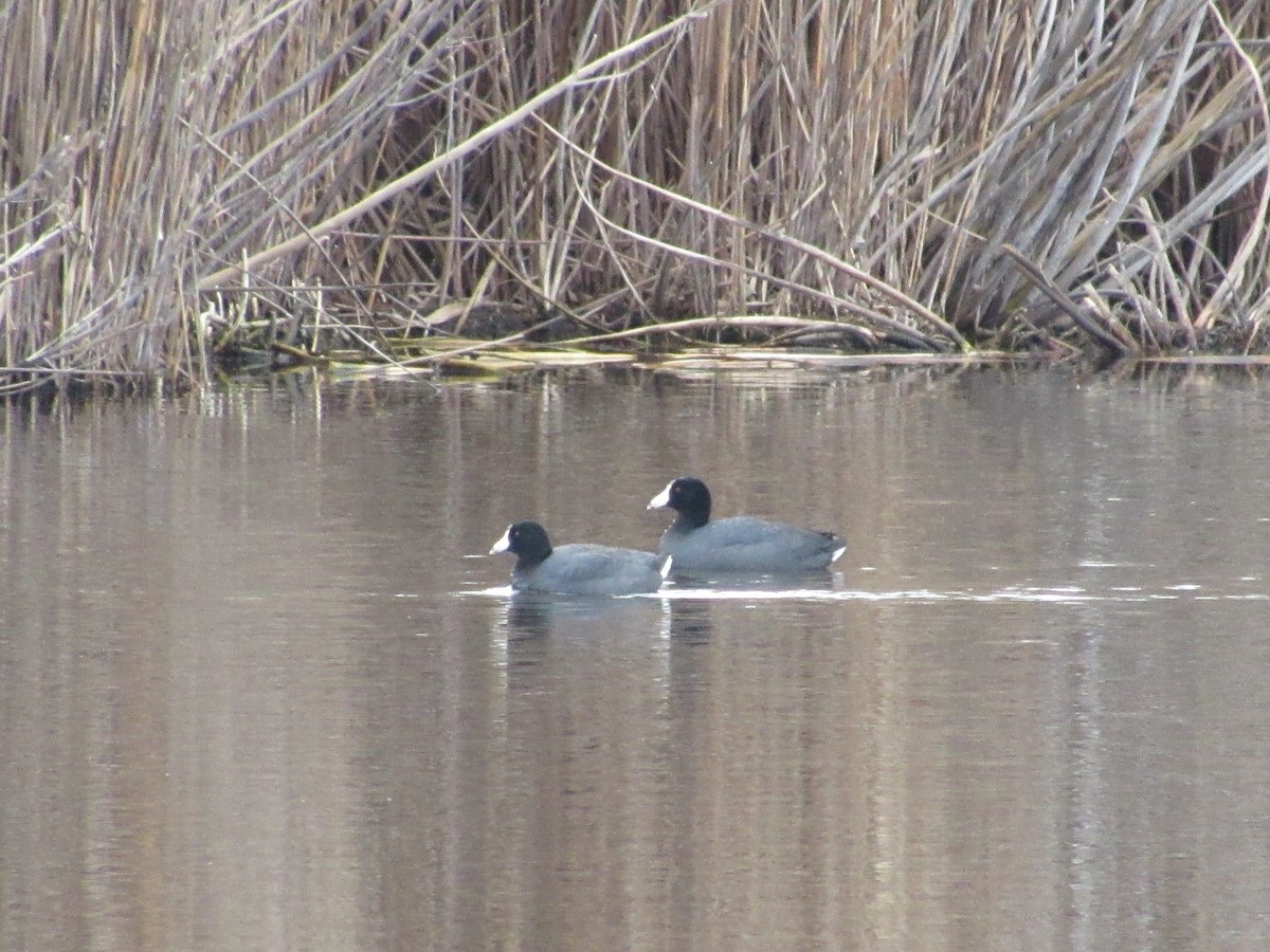 American Coot - ML617034112