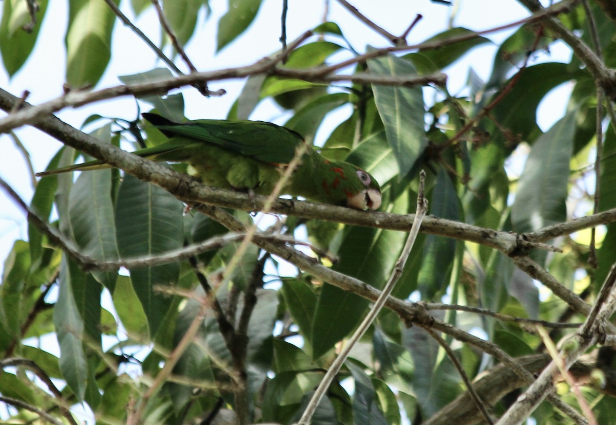 Cuban Parakeet - Stuart White