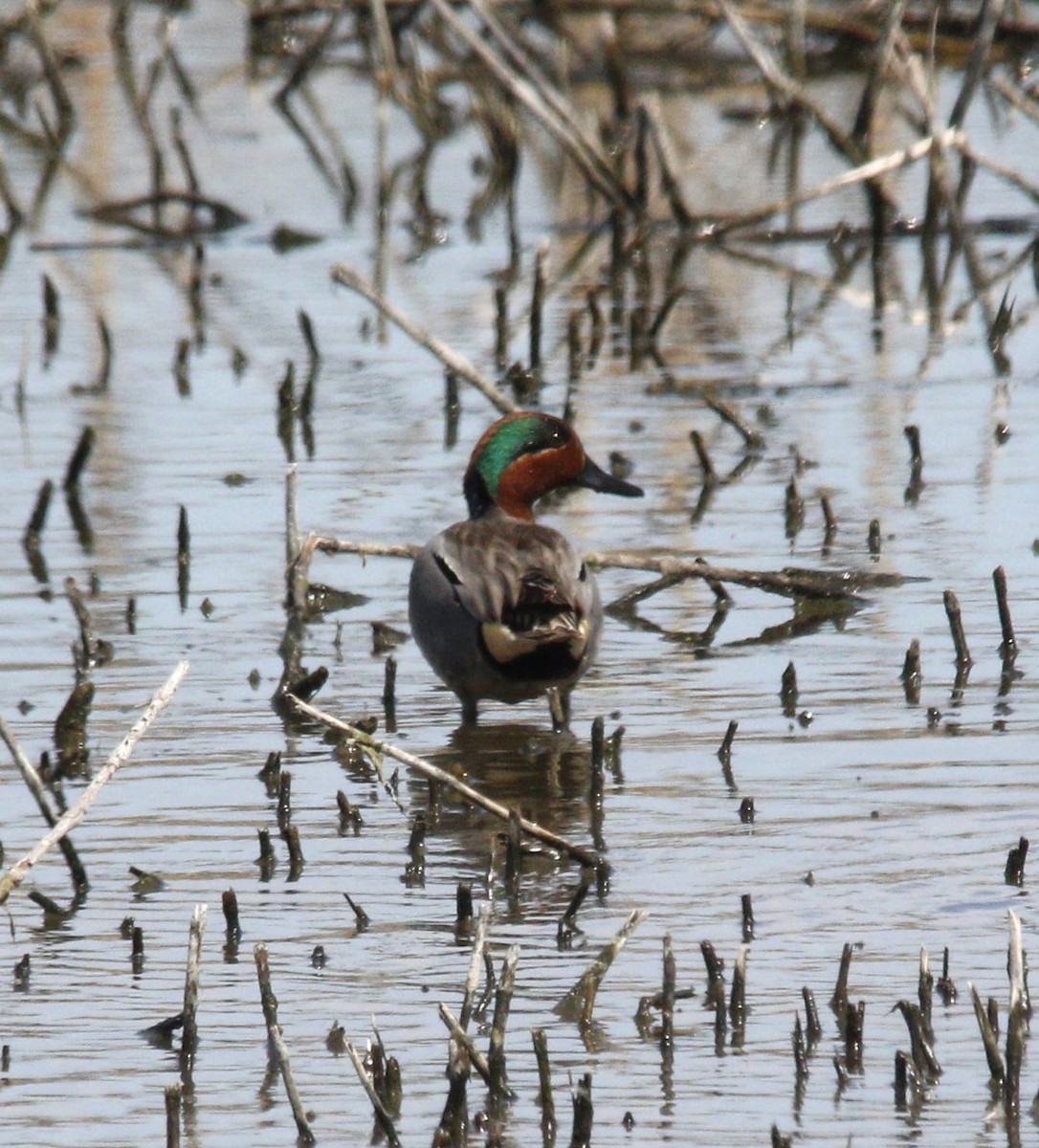 Green-winged Teal - ML617034159