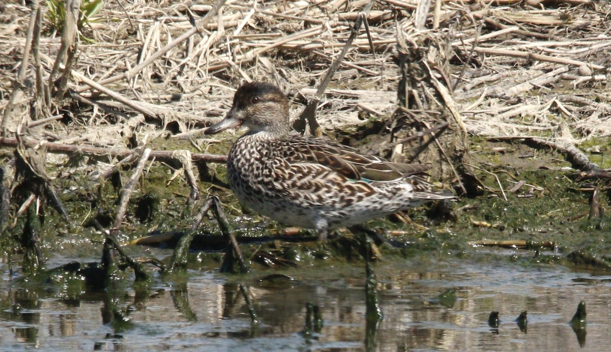 Green-winged Teal - ML617034160