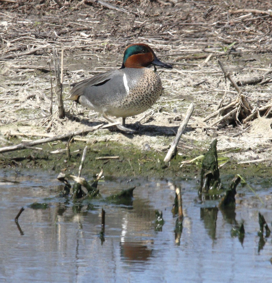 Green-winged Teal - ML617034161