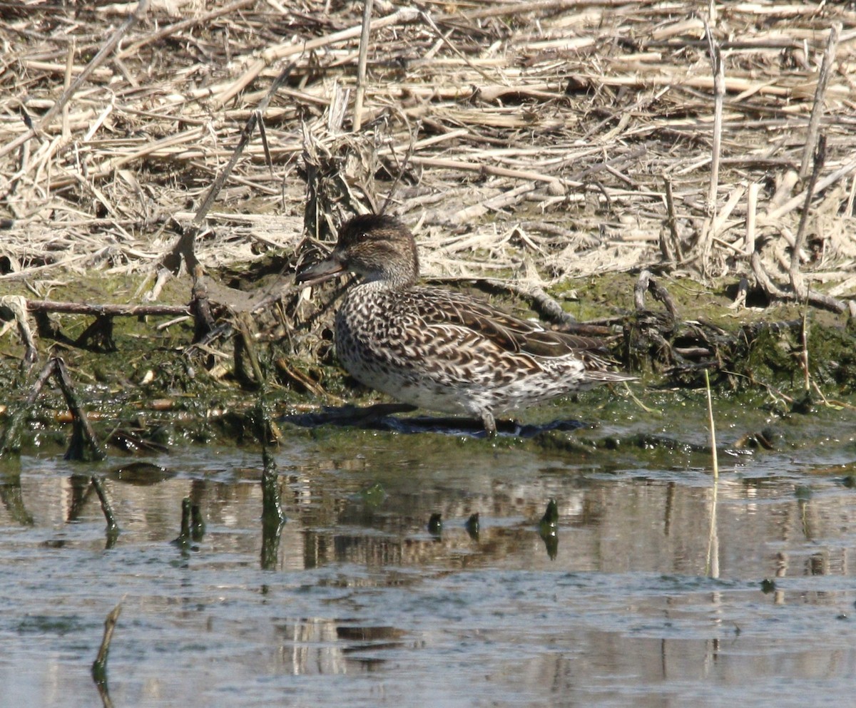 Green-winged Teal - ML617034162
