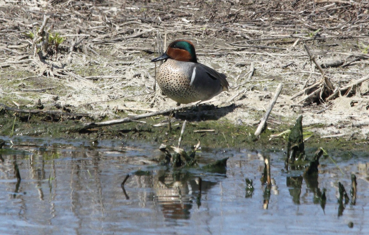 Green-winged Teal - ML617034163