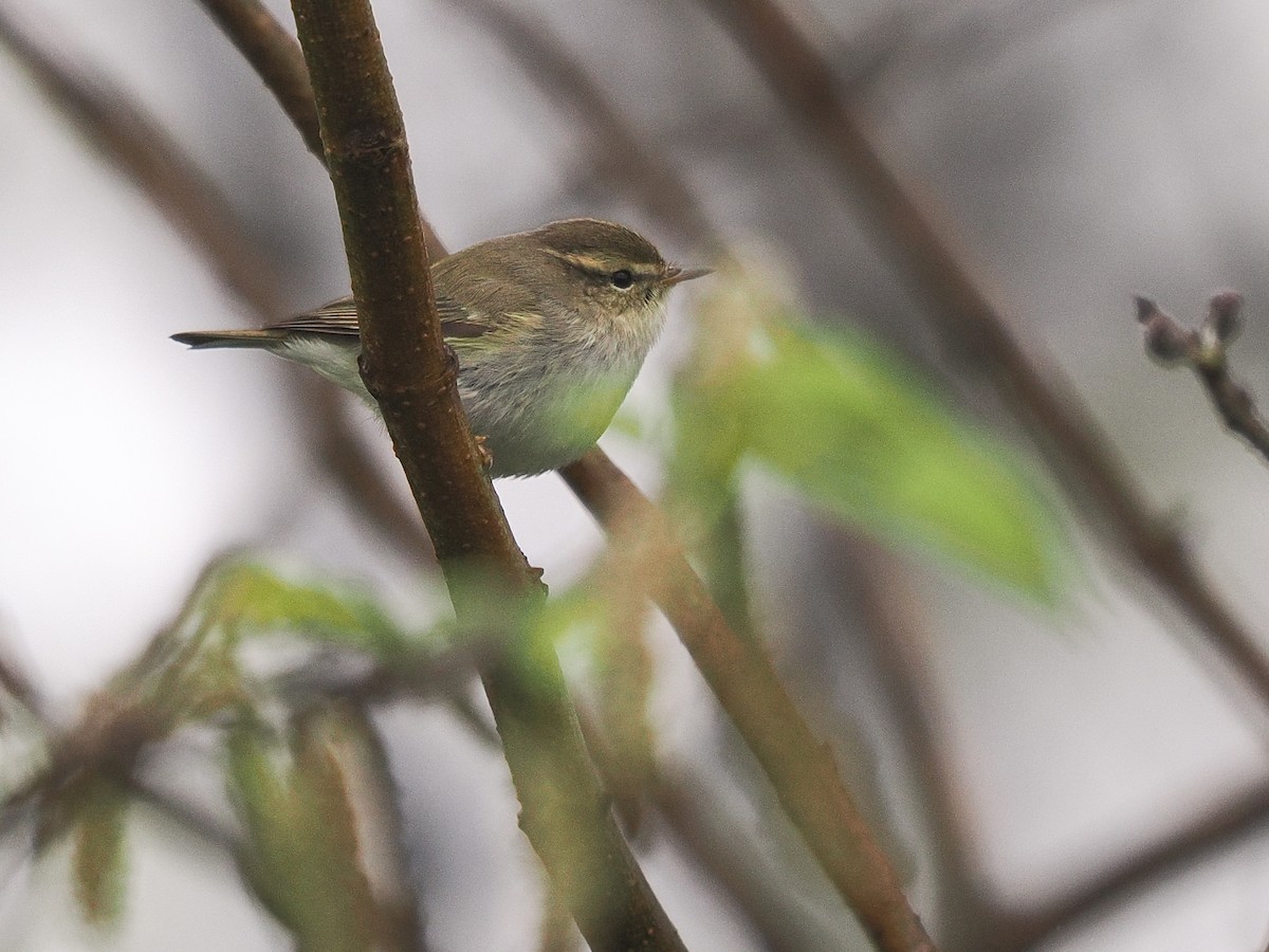 Chinese Leaf Warbler - ML617034168