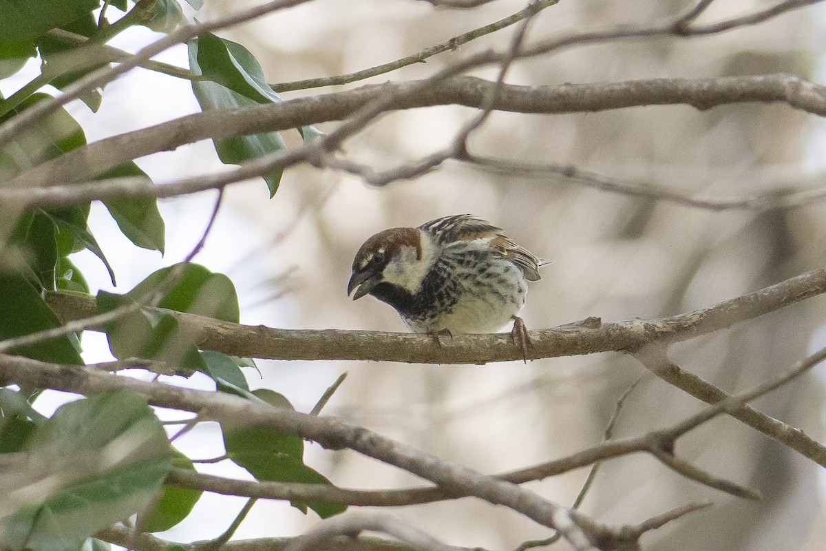 Spanish Sparrow - ML617034184