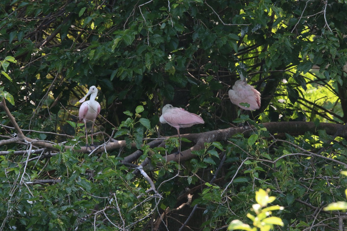 Roseate Spoonbill - ML617034195