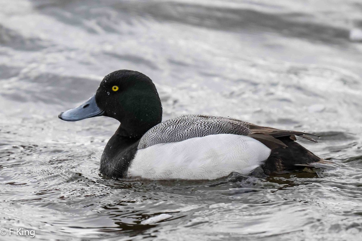 Greater Scaup - ML617034199
