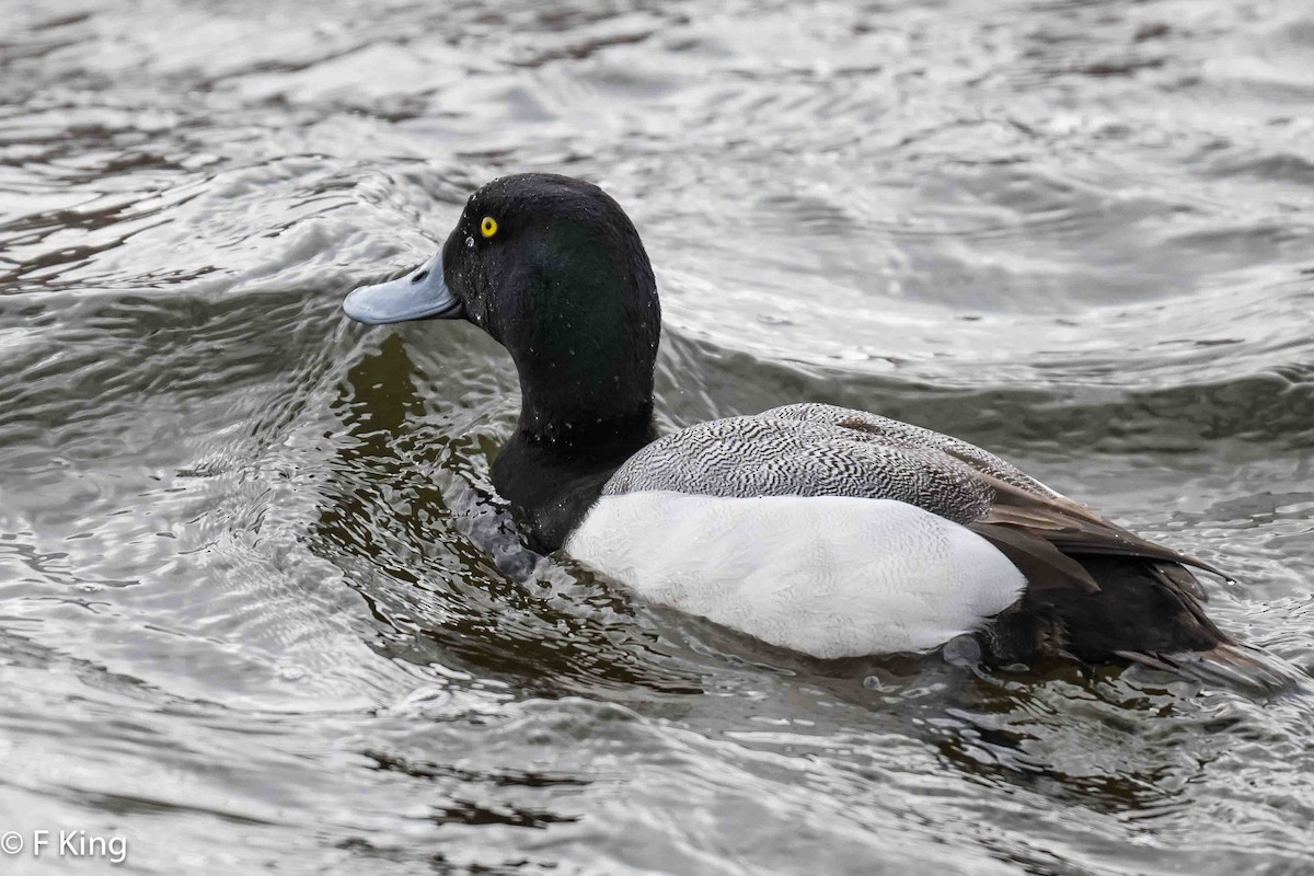Greater Scaup - ML617034201