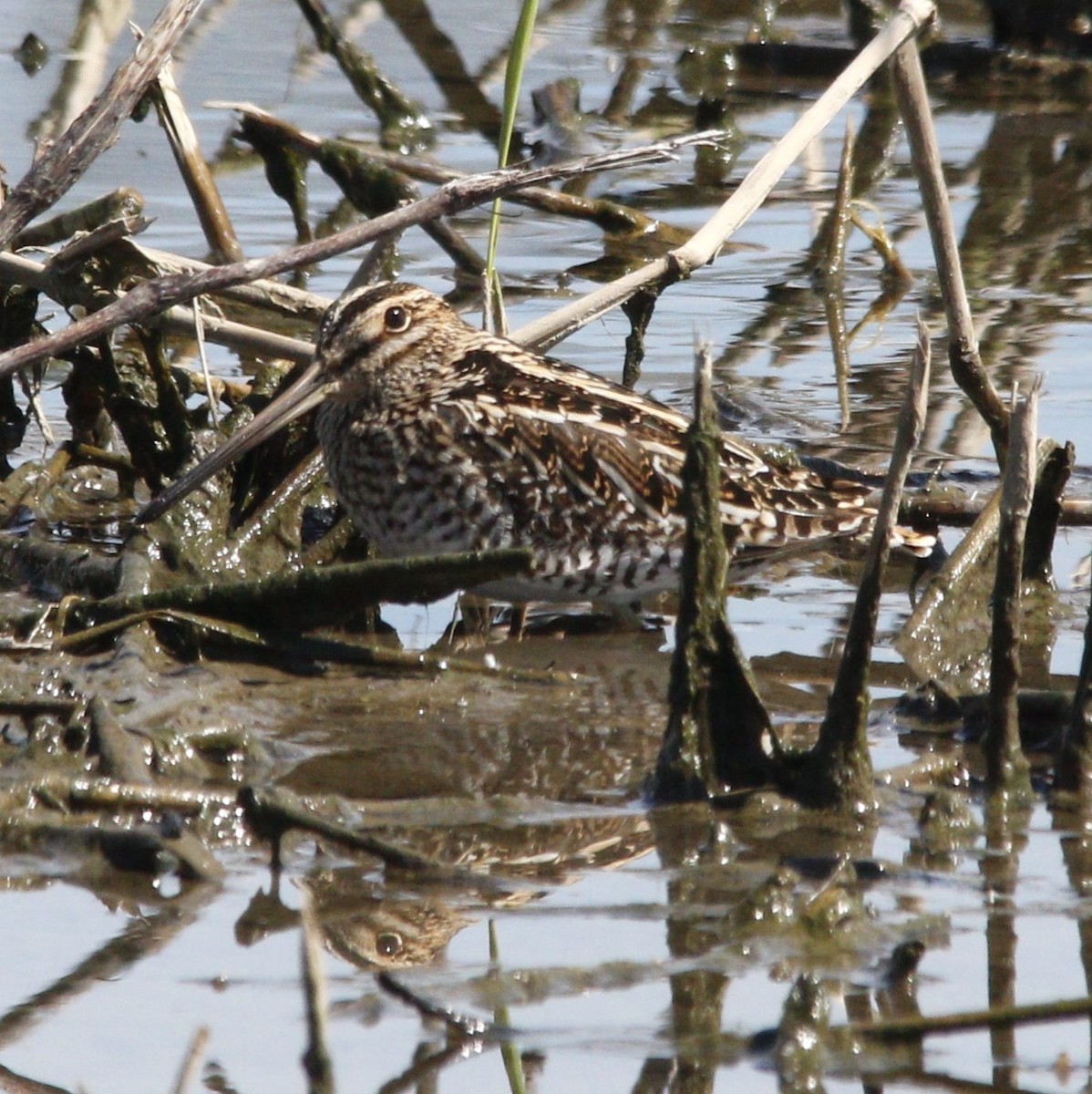 Wilson's Snipe - ML617034228