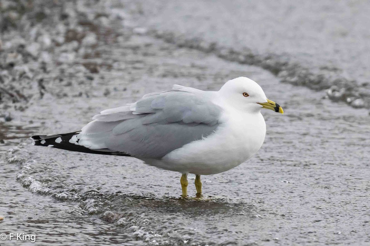 Ring-billed Gull - ML617034248